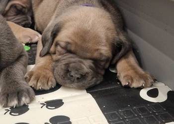 Cane Corso rodowodowe