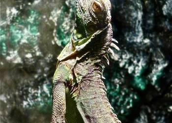 Sprzedam Iguanę (Legwan Zielony) + terrarium