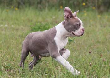 Boston Terrier color chłopaki