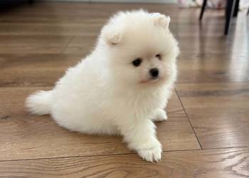 SZPIC MINIATUROWY POMERANIAN PIĘKNE SUNIE I PIESEK