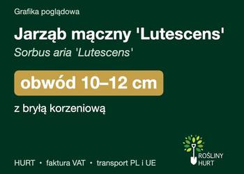 Jarząb mączny 'Lutescens' (Sorbus aria) obwód 10-12 cm, z bryłą – HURT