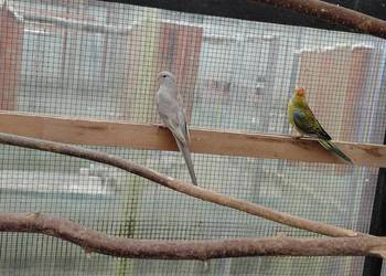 Swiergotki samica 2025r