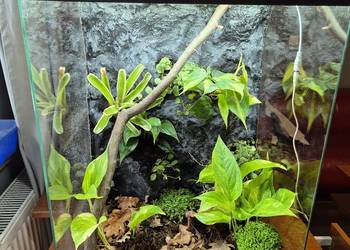 Terrarium Tropikalne 40x40x60
