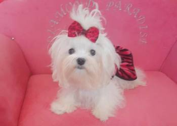 maltańczyk koreańska lalka 2,5 kg rodowód FCI-ZKwP