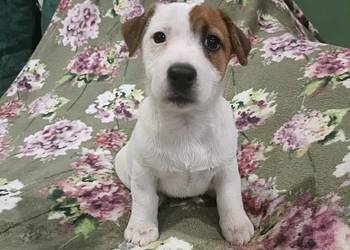 Wzorcowy Jack Russell terrier piękna budowa ojciec FCI
