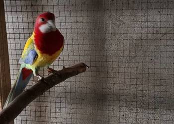 Rozella białolica samiec 2024r.