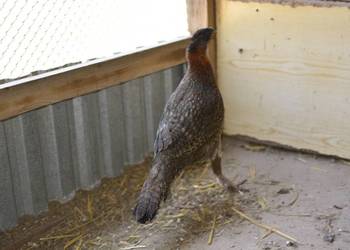 Bażanty tragopany satyry