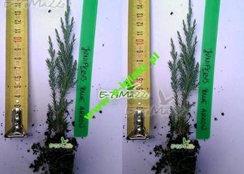JAŁOWIEC SKALNY 'BLUE ARROW' 15CM PALETA NAWÓZ!FV - SADZONKA