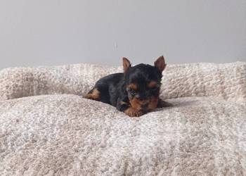 Yorkshire terrier. Śliczna mini suczka.