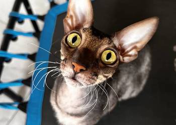 Cornish Rex - kocur płatna adopcja