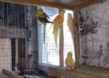 Świergotki - różne mutacje i nimfy 2025