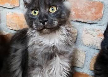 Phantome Noir – wyjątkowy kocurek Maine Coon black smoke FPL, do hodowli