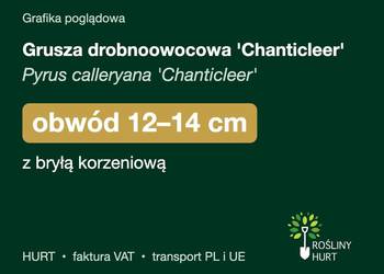 Grusza drobnoowocowa 'Chanticleer' obwód 12-14 cm, z bryłą – HURT