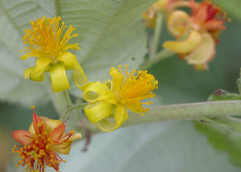 GREWIA ASIATICA Grewia asiatica - NASIONA 100g