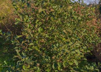 Olsza czarna (Alnus glutinosa) obwód 12-14 cm, z gruntu – HURT
