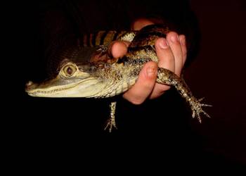 Sprzedam młode Kajmany okularowe (Caiman crocodilus) urodzone w hodowli