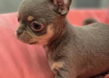 Chihuahua Liliowa podpalana ***XXS***