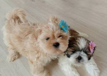 Do odbioru jasny piesek rasy Shih-Tzu