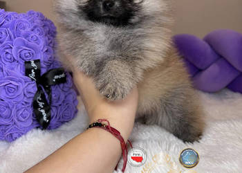 Sunia mini szpic miniaturowy pomeranian Orange Sable badania DNA !