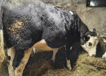 Sprzedam jałówki cielne