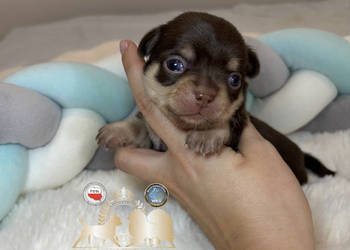 Chihuahua piesek krótkowłosy Choco Tan badania DNA rodowód