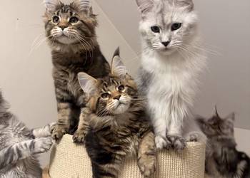Sprzedam kota Maine Coon FPL