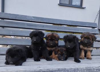 Sprzedam Szczeniaki Owczarki Niemieckie