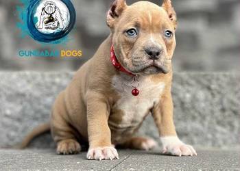 piesek ABKC American Bully