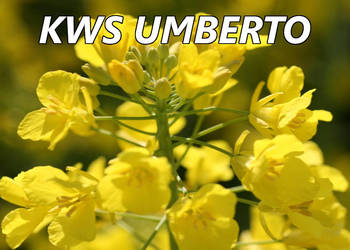 Nasiona rzepaku KWS Umbero + Buteo start