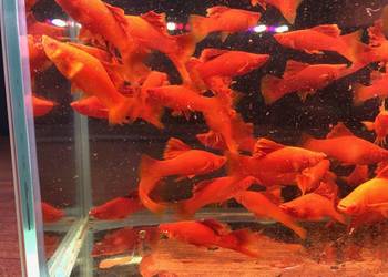 Mieczyk kalafior, cauliflower polski ,krajowy