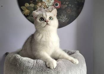 srebrne pointy kocięta brytyjskie