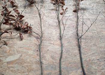 Buk pospolity na żywopłot 90 cm 120 cm.