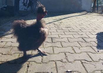 Sprzedam koguty
