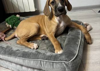 SZCZENIE - DOG NIEMIECKI