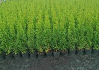 Tuja Szmaragd/ Thuja occidentalis 'Smaragd' C2