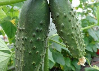 Ogórek stara odmiana po mojej prababci. Stare odmiany ogórków.