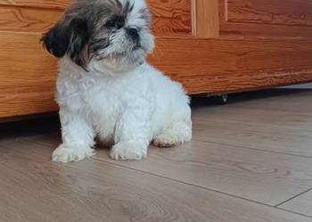 Szczeniaki shih tzu