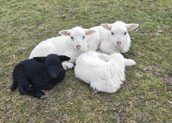 Baranki szukają nowego domu