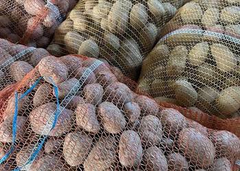 czerwone ziemniaki jadalne