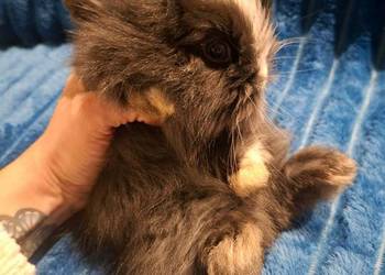 Króliki miniaturowe TEDDY – przeurocze, oswojone, gotowe do odbioru