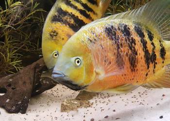 Pielęgnica Cichlasoma bocourti