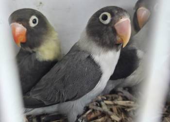 Nierozłączki Czarnogłowe