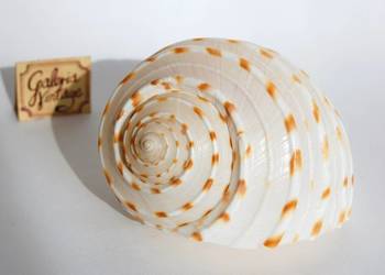Duża muszla morska biała Tonna dolium 11,5 cm, marynistyka