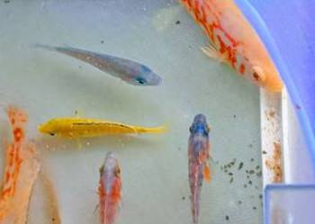 Rybki pyszczaki pielęgnice tanio sprzedam