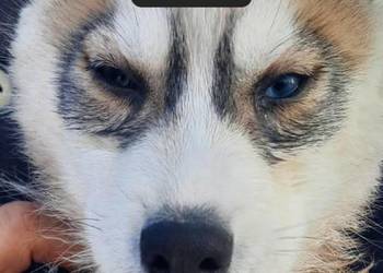 Suczka Syberian husky