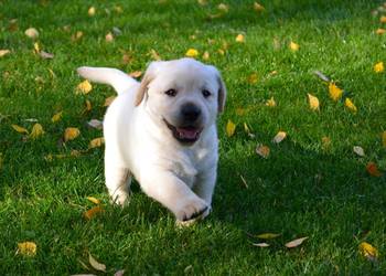 Samiec, pies biszkoptowy Labrador Retriever. Badania Genetyczne!