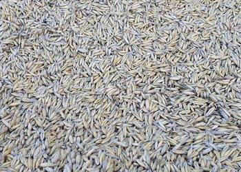 OWIES RAMBO pierwszy zbiór po Centrali Nasiennej