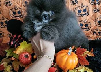 Pomeranian Szpic Miniaturowy piesek Blue&White dla Konsenera.