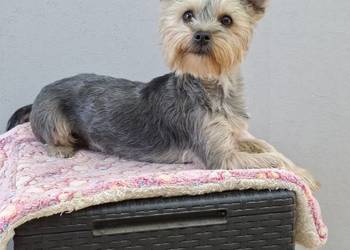 Yorkshire  terrier