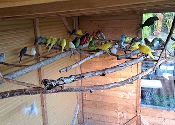 Sprzedam papugi widoczne na zdjęciach